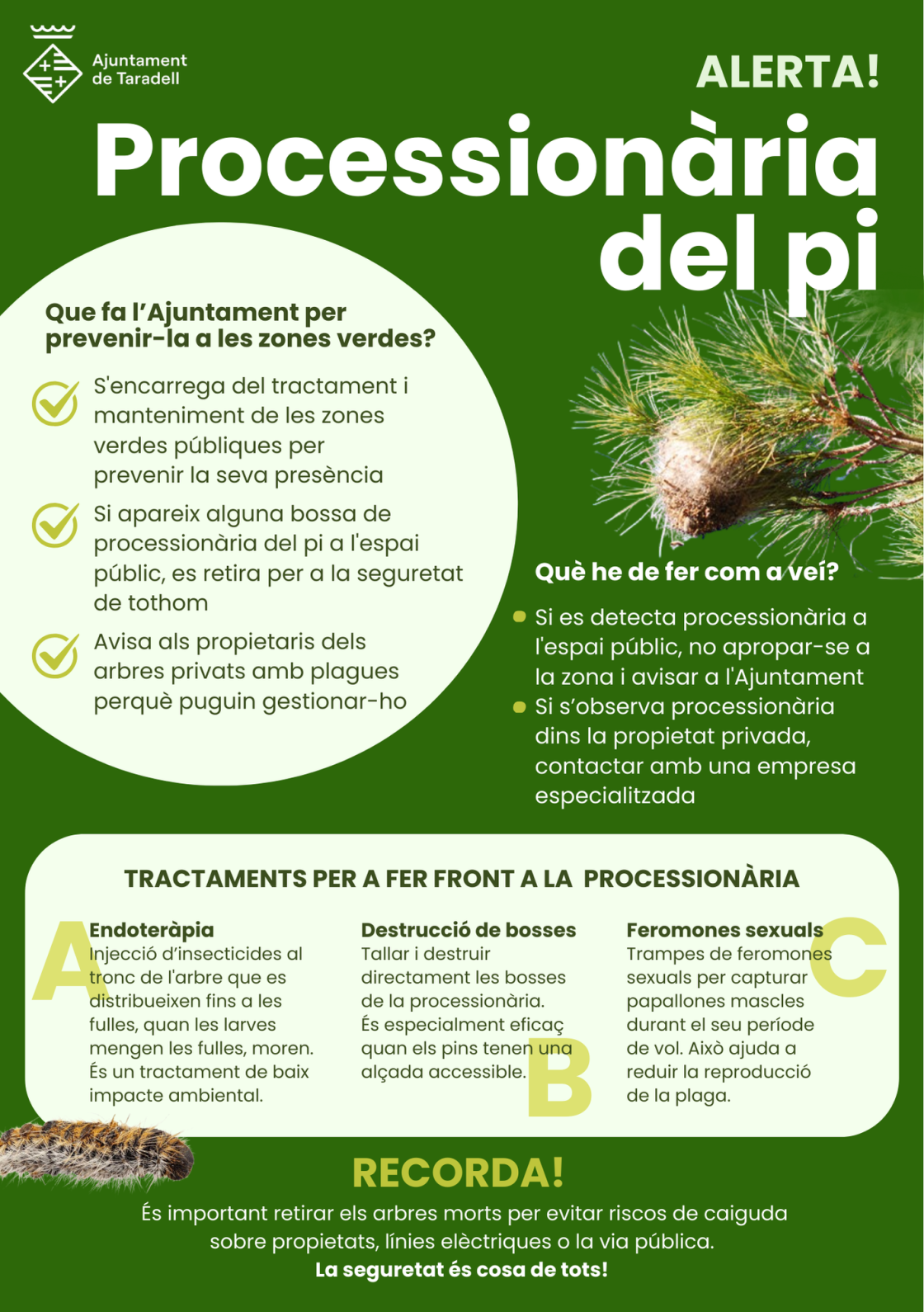 Procesionària del pi