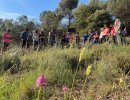 Les Orquídies a Taradell