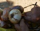 El Grup de Recerca participa a la jornada 'Les dones en el món rural. Memòria, divulgació i ciència' 