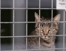 Oferta pública d’ocupació temporal d'un agent cívic de suport a la gatera municipal Oferta pública d’ocupació temporal d'un agent cívic de suport a la gatera municipal