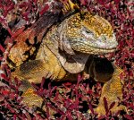 L\'Equador i les Illes Galapagos. Un viatge a la biodiversitat i al respecte per la natura