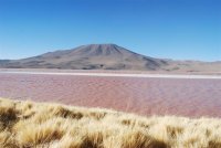 Navaroa (Laguna Colorada)