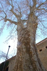 El plàtan centenari