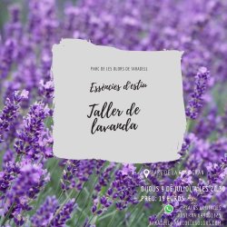 taller lavanda