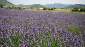 Camps de lavanda