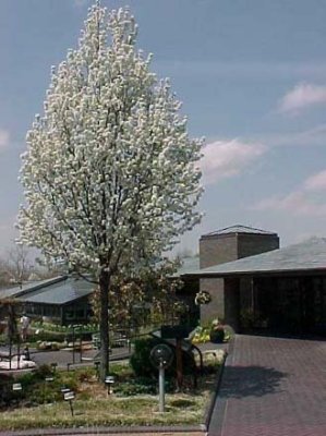 Arbrat primavera