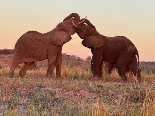 Botswana: escoltar, observar i respectar la natura_ Cinta