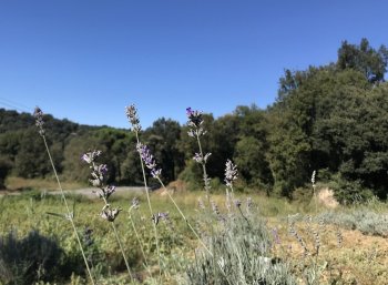 Parc de les olors 10