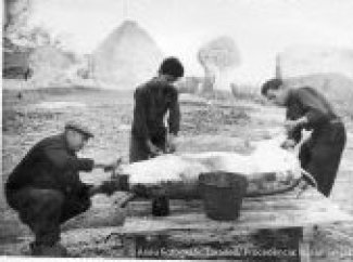 Matança del porc
