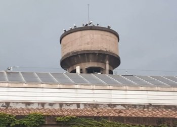 FOTOS i VÍDEOS. Denuncien la mort d'una desena de cigonyes a Taradell FOTOS i VÍDEOS. Denuncien la mort d'una desena de cigonyes a Taradell
