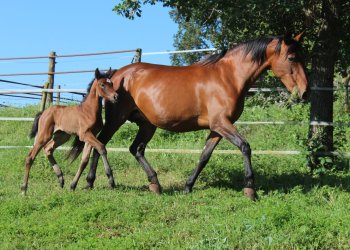 Un cavall pioner a Espanya amb ''gens'' taradellencs