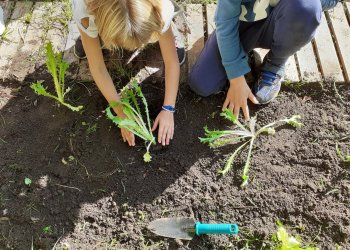 La prevenció de residus, l’hort i el compostatge centren el curs d’educació ambiental de la Mancomunitat