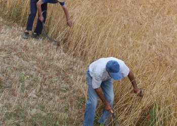 Diumenge, taller de segar a Taradell Diumenge, taller de segar a Taradell