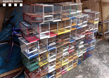 VÍDEO. Desmantellen un punt de venda il·legal d'ocells fringíl·lids a Taradell