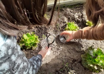 Les Pinediques tanquen el projecte 'L'hort a l'escola'