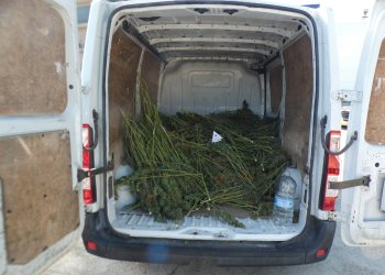 Detenen un jove a Taradell després d'interceptar una furgoneta amb 471 plantes de marihuana Detenen un jove a Taradell després d'interceptar una furgoneta amb 471 plantes de marihuana