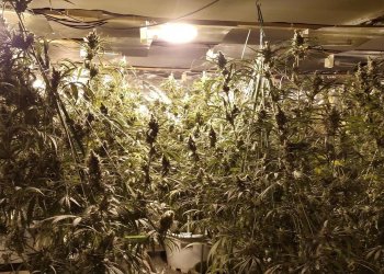 Dos detinguts en una operació contra el tràfic de marihuana a Taradell Dos detinguts en una operació contra el tràfic de marihuana a Taradell