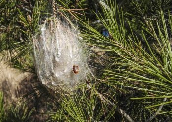 L'Ajuntament alerta de la presència de la processionària del pi a Taradell