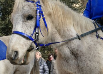 Tot a punt per a la Festa dels Tonis, pionera en el benestar animal