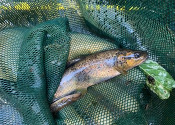 Rescaten peixos de la riera de Mansa a Taradell per la sequera