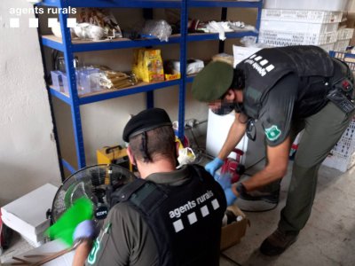 agents rurals actuació ocells agents rurals actuació ocells