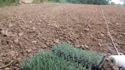 Aromes de Taradell Aromes de Taradell