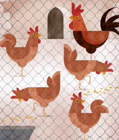 Taradell - BAN per a la presa de mesures de bioseguretat per l'increment del risc d’influença aviària