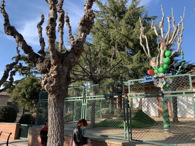 Concurs de balcons i finestres Carnaval 215