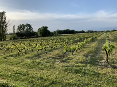 Un passeig entre vinyes - Cultura en Marxa