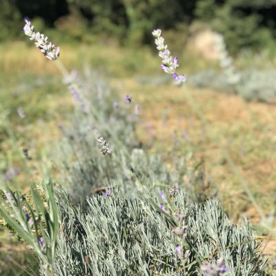 lavanda