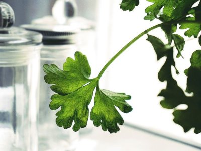 Taller de plantes culinàries al Parc de les Olors