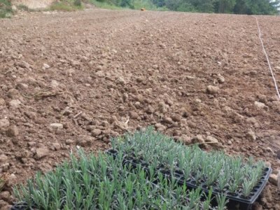 Aquest dijous es presenta ‘Aromes de Taradell’