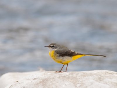 La ruta de l'aigua incorpora plafons sobre els valors ecològics de la flora i la fauna La ruta de l'aigua incorpora plafons sobre els valors ecològics de la flora i la fauna