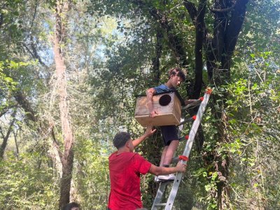 L'Ajuntament instal·la refugis per a la protecció del mussol comú a Taradell L'Ajuntament instal·la refugis per a la protecció del mussol comú a Taradell