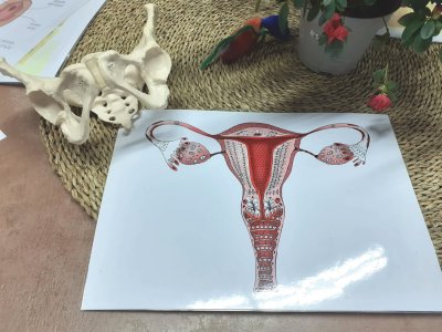Bona rebuda del taller Cicles Femenins: la primera regla Bona rebuda del taller Cicles Femenins: la primera regla