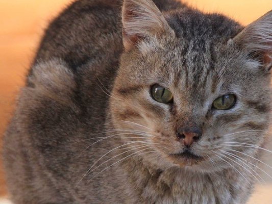 Veu Animal Taradell i l’Ajuntament comencen una campanya pel cens i xipatge de mascotes