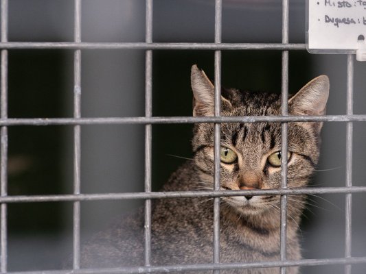 Oferta pública d’ocupació temporal d'un agent cívic de suport a la gatera municipal Oferta pública d’ocupació temporal d'un agent cívic de suport a la gatera municipal