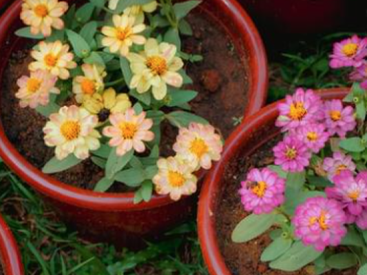 [Fotos] Primavera anem al mercat i plantem flors