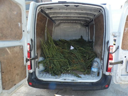 Detenen un jove a Taradell després d'interceptar una furgoneta amb 471 plantes de marihuana Detenen un jove a Taradell després d'interceptar una furgoneta amb 471 plantes de marihuana