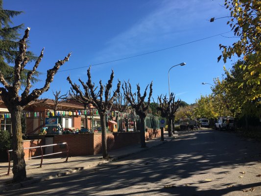 Comença la poda d’arbrat. Comença la poda d’arbrat.