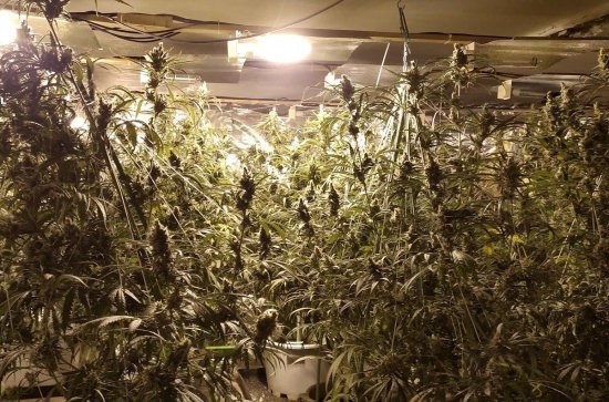 Plantació marihuana Plantació marihuana