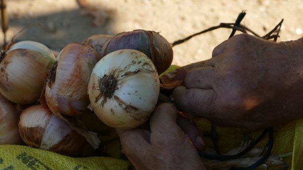 Jornada: 'Les dones en el món rural. Memòria, divulgació i ciència' a la Biblioteca Pilarín Bayés de Vic