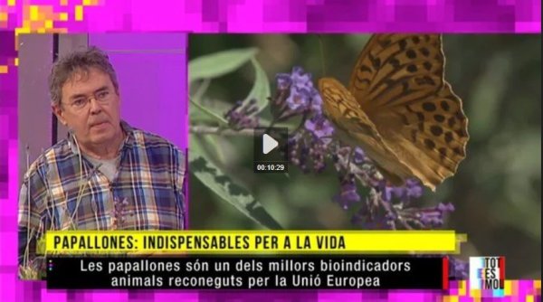 vídeo Jaume Sañé - papallones