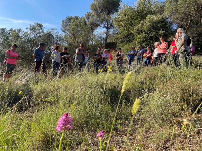 Les Orquídies a Taradell