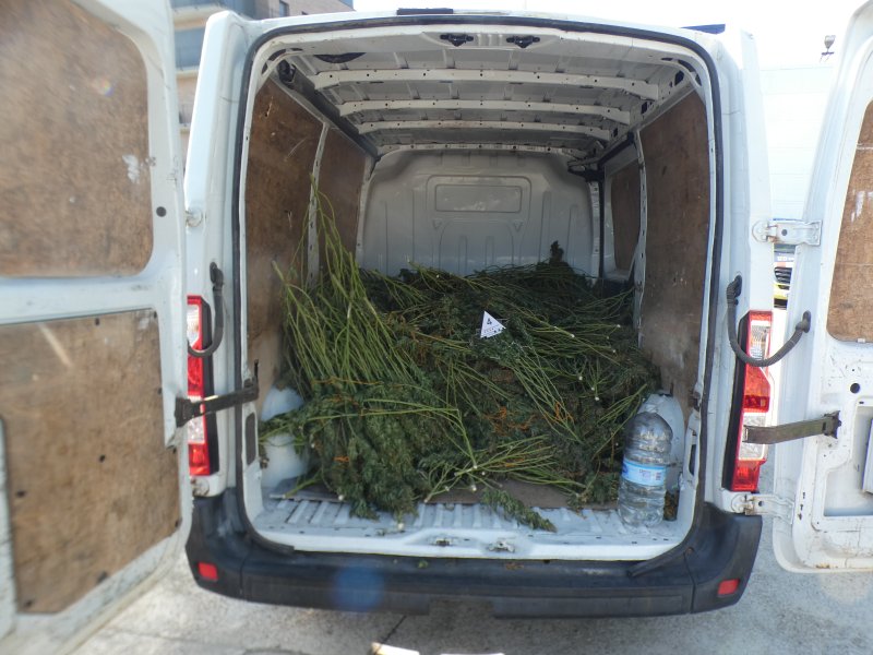 marihuana Taradell (1) marihuana Taradell (1)