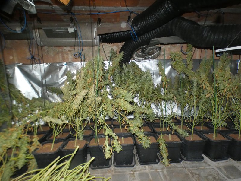 marihuana Taradell (2) marihuana Taradell (2)