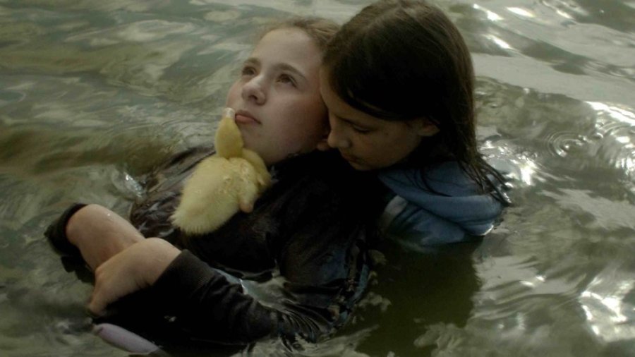 Cine Xic | Ocells de pas Cine Xic | Ocells de pas