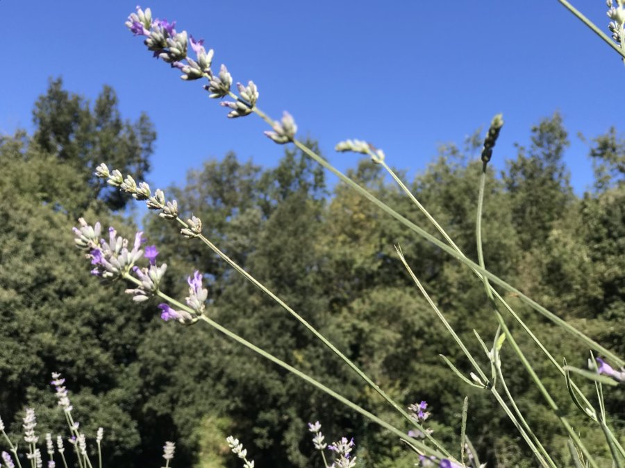 lavanda