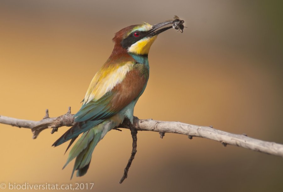 Marató de fauna