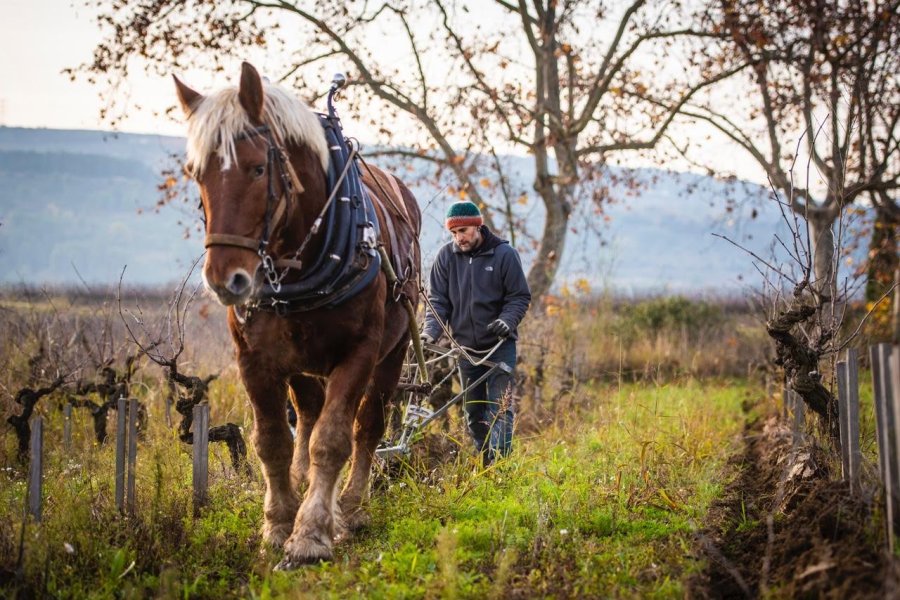 Traccio Animal moderna